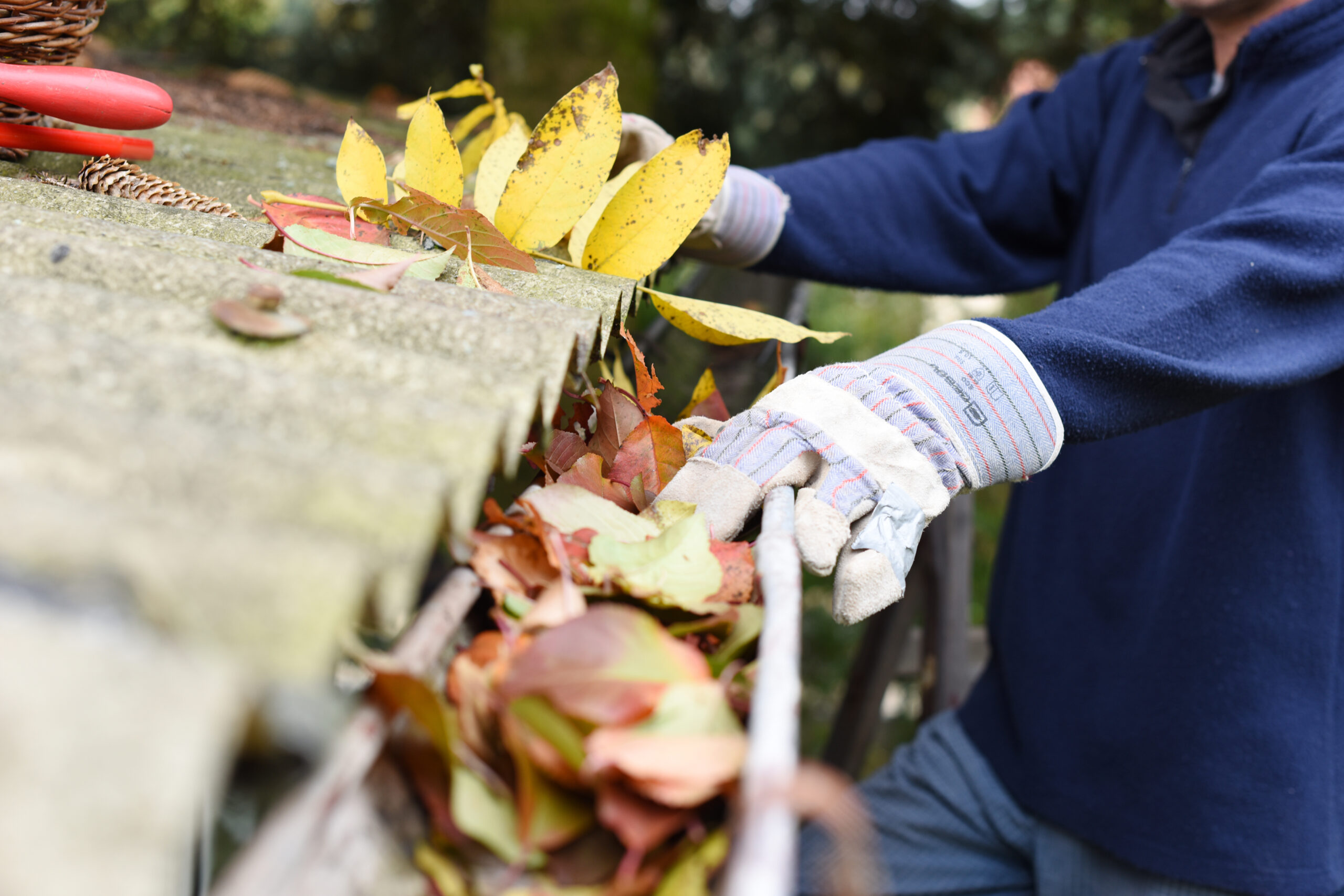 Leaves in eaves. cleaning gutter blocked with autumn leaves. Gutter blocked with autumn leave with man cleaning it